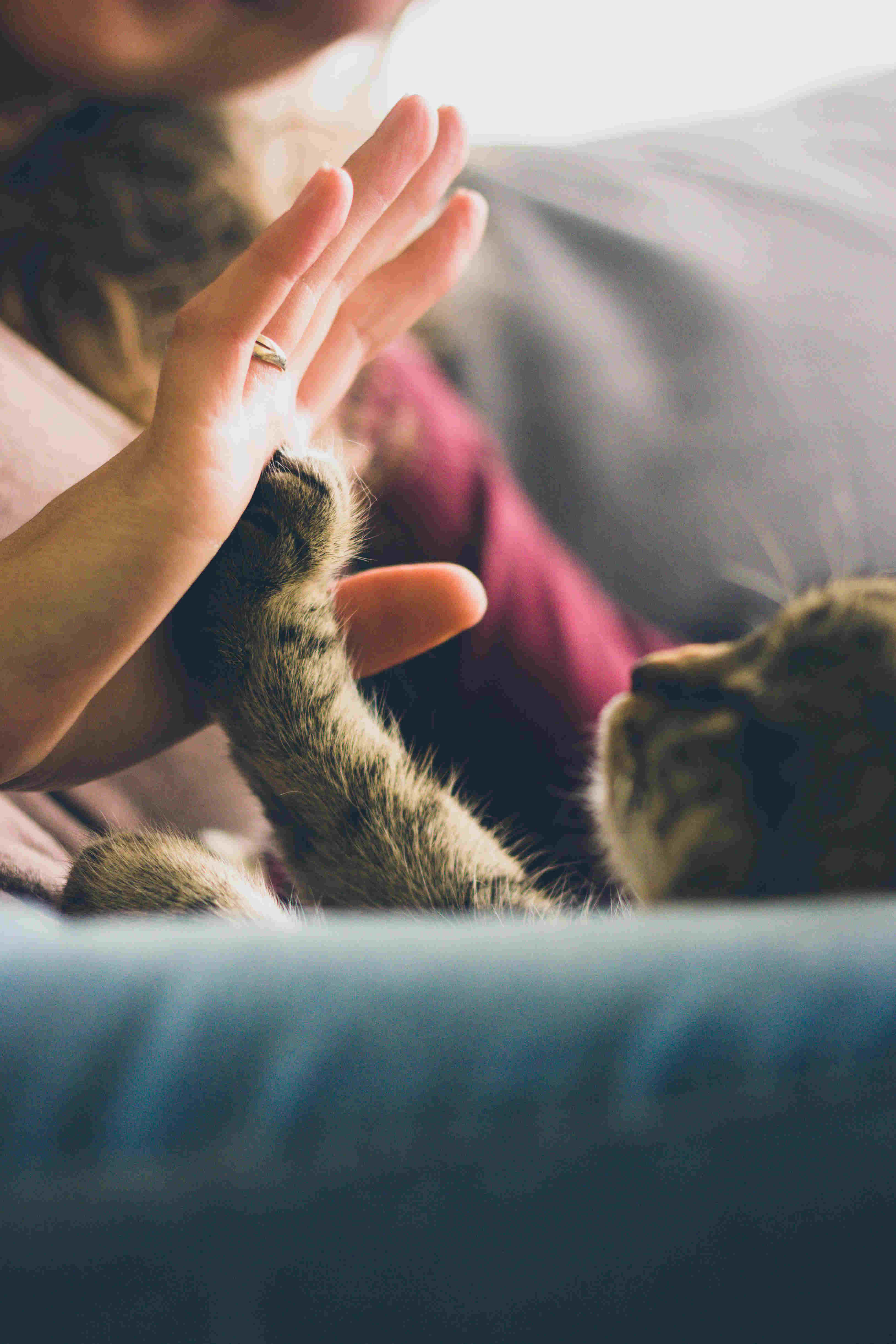 high fiving cat