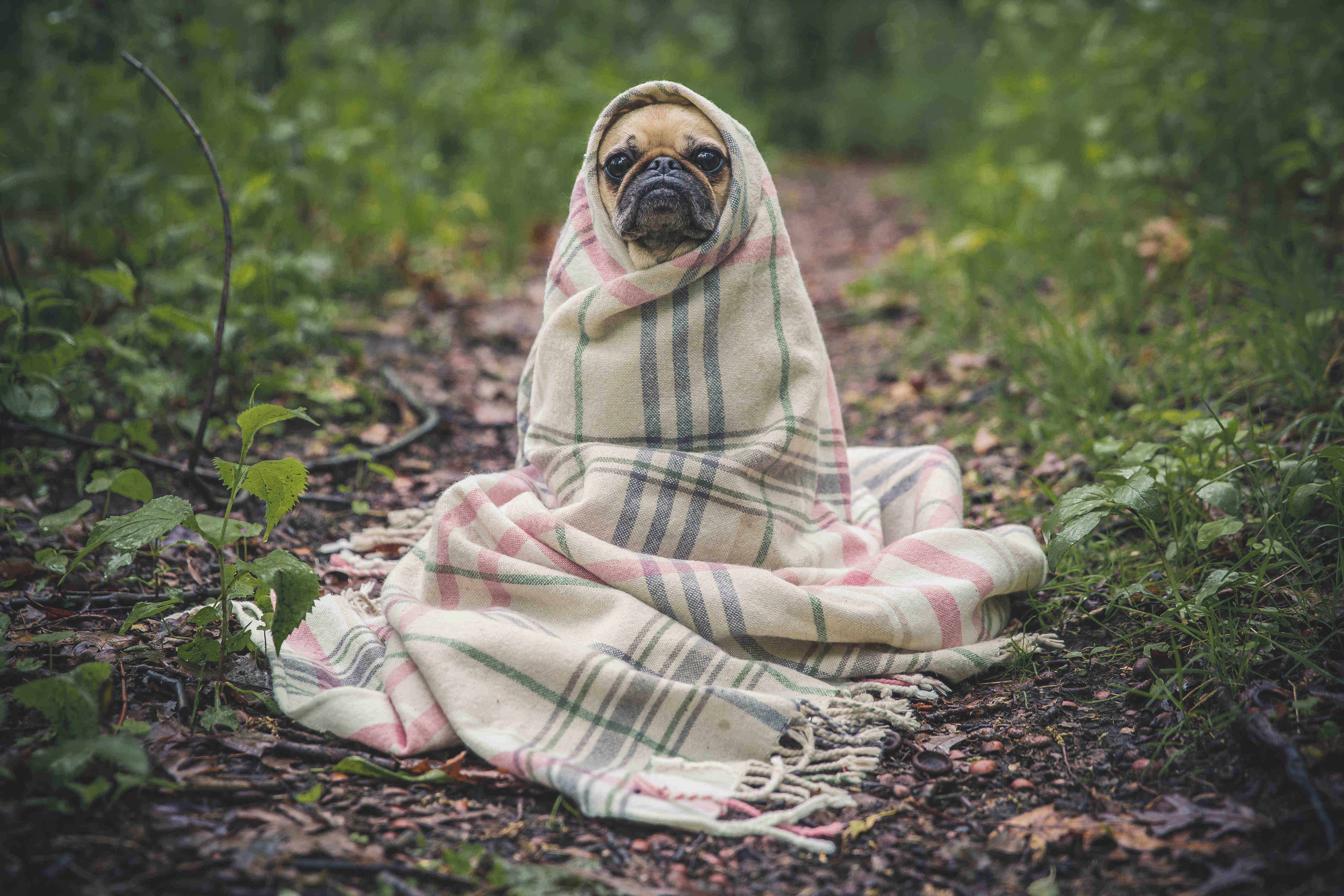 dog in blanket photo